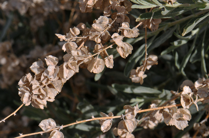 Four-wing Salt Bush occurs across a large portion of the United States west of the Mississippi River. It is so called because of the shape of its fruits which are 4 sided papery wings. Atriplex canescens 